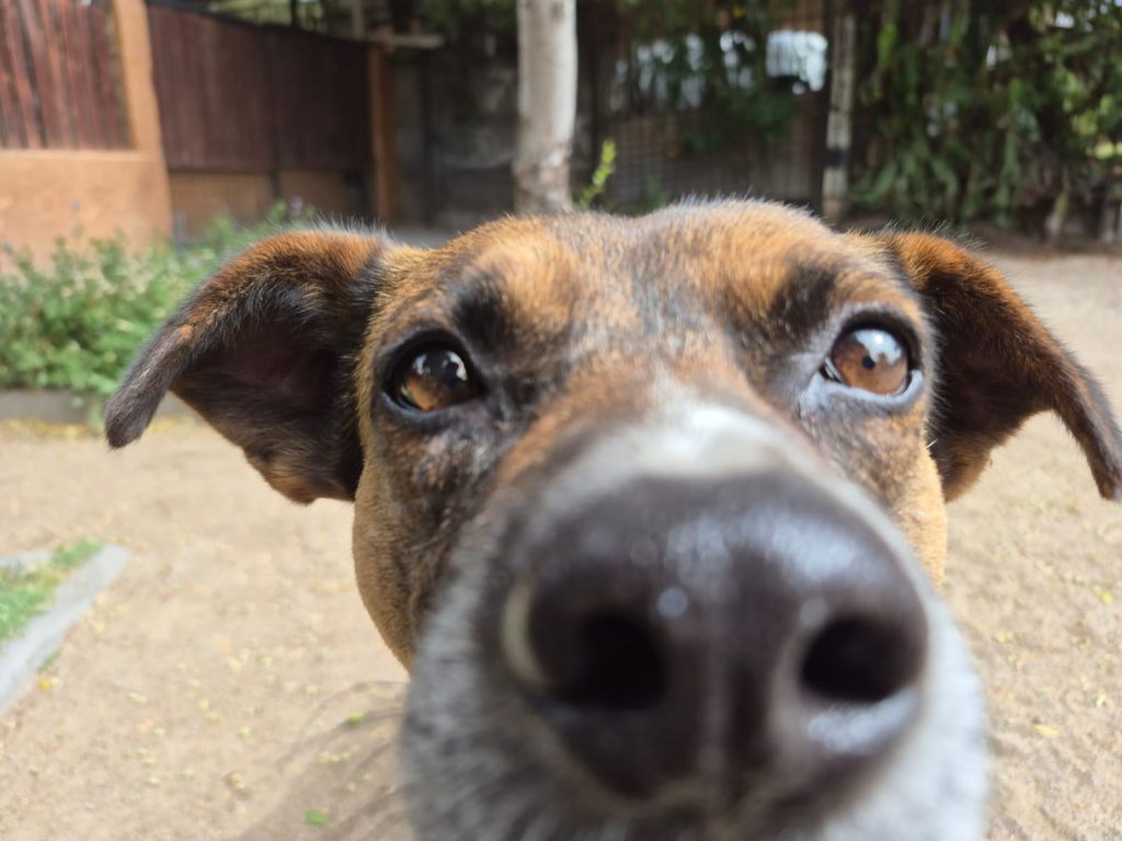 perros de mateo de toro y zambrano