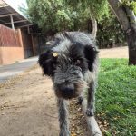 perros de mateo de toro y zambrano