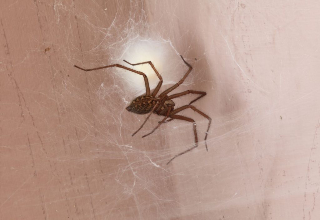 araña de rincon en chile