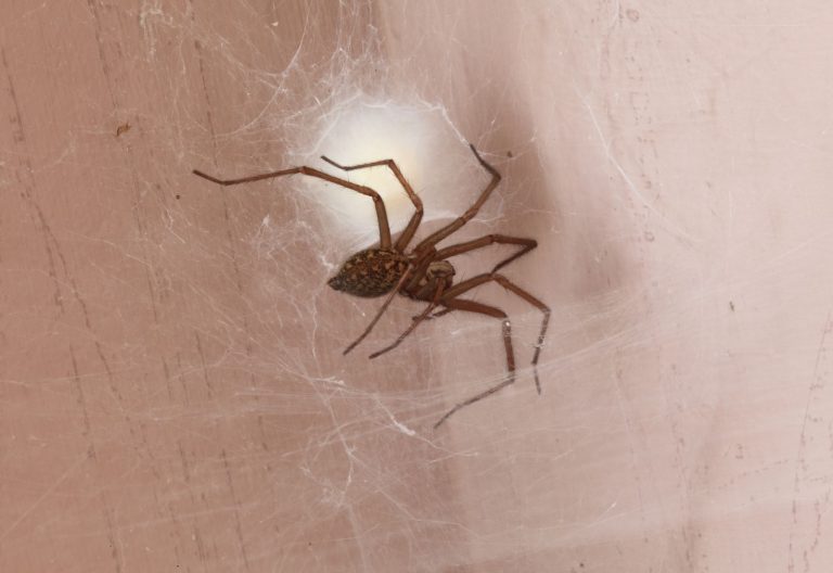 araña de rincon en chile