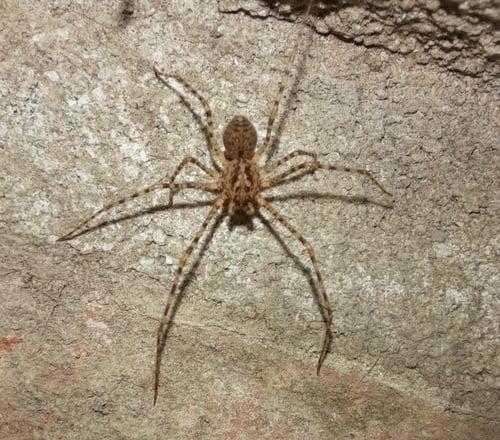 Audrey Grez, experta en ciencias biológicas: "El 99,9% de las especies de arañas son beneficiosas" 4 araña tigre