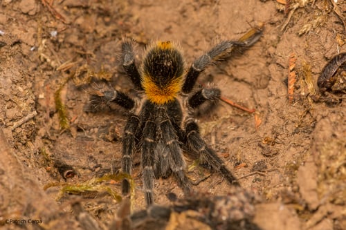 Audrey Grez, experta en ciencias biológicas: "El 99,9% de las especies de arañas son beneficiosas" 5 tarantula araña pollito