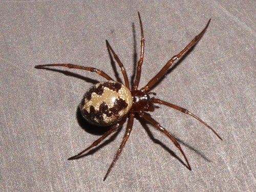 Audrey Grez, experta en ciencias biológicas: "El 99,9% de las especies de arañas son beneficiosas" 3 araña falsa viuda negra