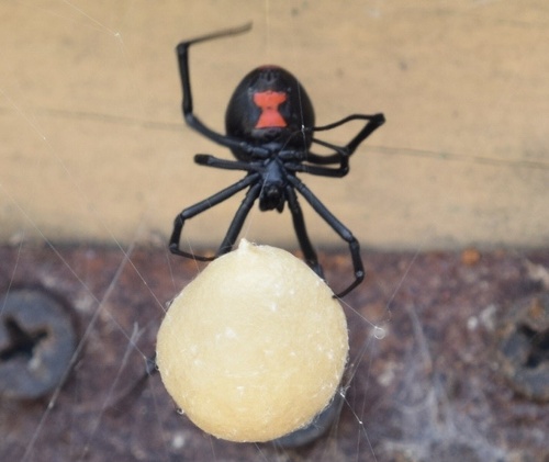 Audrey Grez, experta en ciencias biológicas: "El 99,9% de las especies de arañas son beneficiosas" 2 araña viuda negra