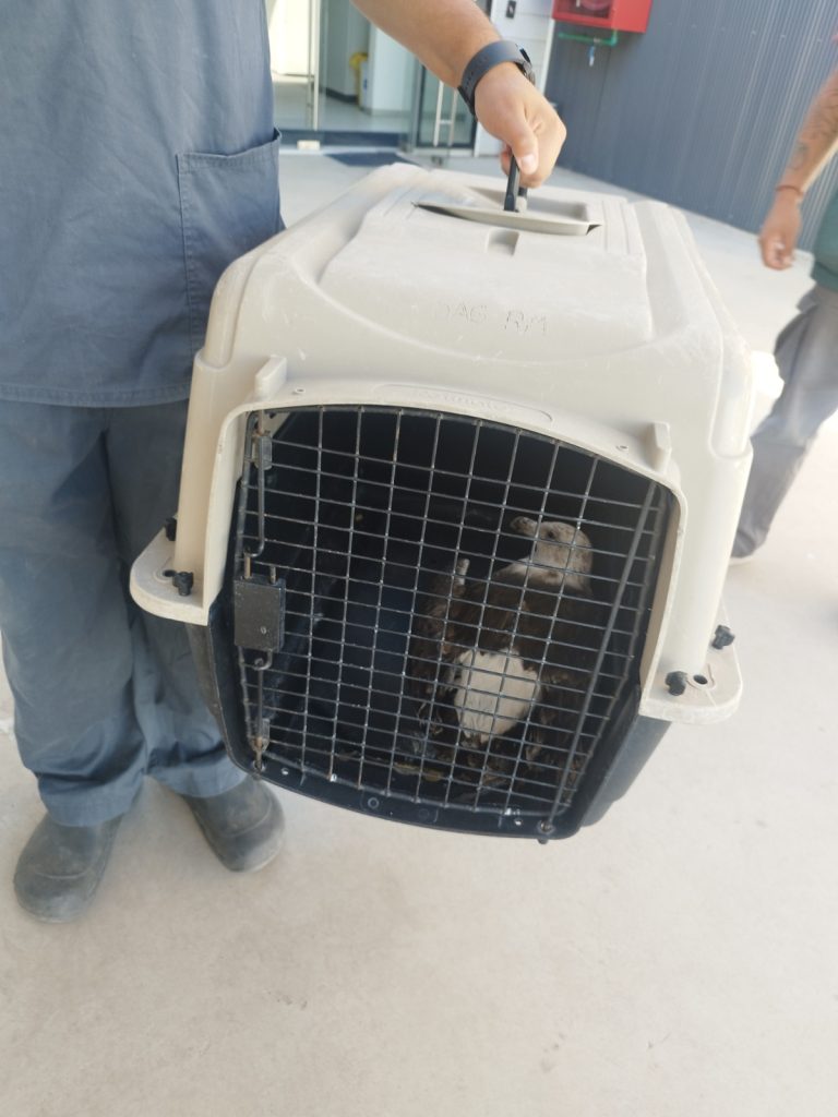 De la costa a Villa Los Héroes: la historia de la gaviota rescatada por vecinos de Maipú 4 Gaviota dominicana
