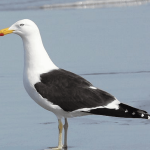 Gaviota dominicana