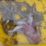 Científicos chilenos descubren nueva especie de pulpo que amplía la biodiversidad del Pacífico suroriental 1 Graneledone sellanesi 1