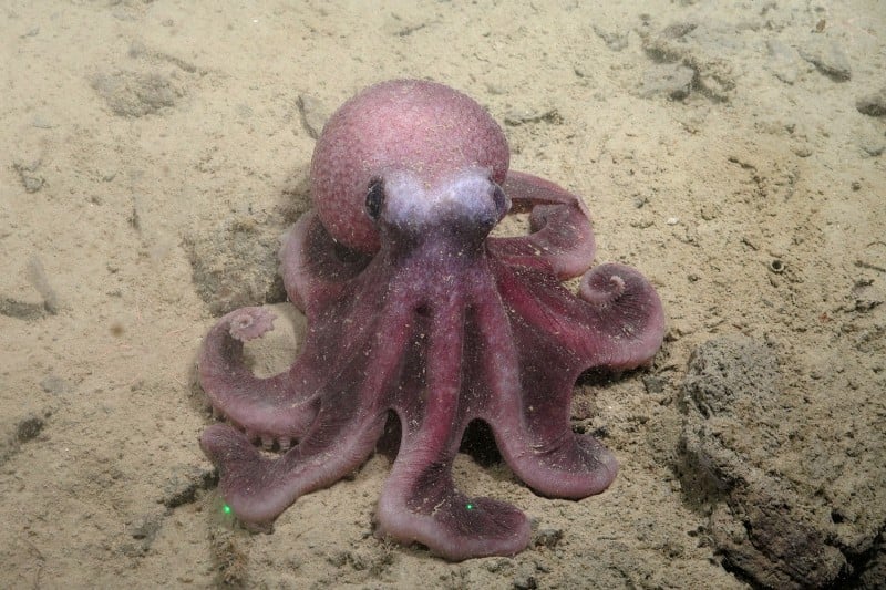 Científicos chilenos descubren nueva especie de pulpo que amplía la biodiversidad del Pacífico suroriental 2 Pulpo - Foto por Javier Sellanes