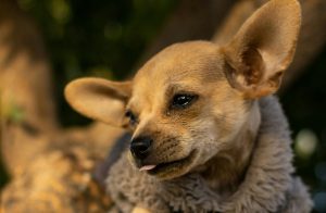 mascota