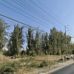 Seguirá la tala de árboles en Camino a Melipilla: Proyecto Melitren confirma nueva intervención frente a Villa El Abrazo 1 EFE Camino a Melipilla