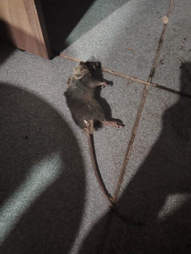 Meses conviviendo con las ratas: 50 domicilios de la Villa El Arrayán afectados por masiva plaga 2 IMG 20260324 WA0002.jpg