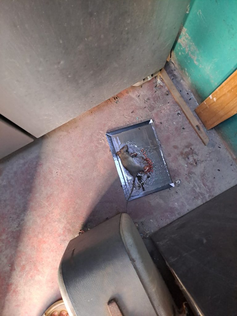 Meses conviviendo con las ratas: 50 domicilios de la Villa El Arrayán afectados por masiva plaga 1 IMG 20260324 WA0015.jpg