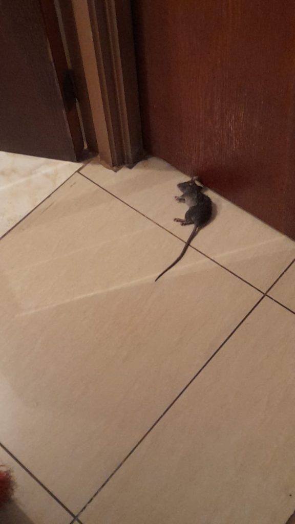 Meses conviviendo con las ratas: 50 domicilios de la Villa El Arrayán afectados por masiva plaga 3 WhatsApp Image 2026 03 27 at 5.38.05 PM 1