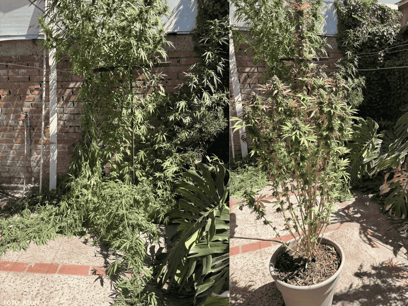 Medían hasta 3 metros: sujeto es detenido por cultivar plantas de marihuana al interior de su domicilio 2 Medían hasta 3 metros: sujeto es detenido por cultivar plantas de marihuana al interior de su domicilio