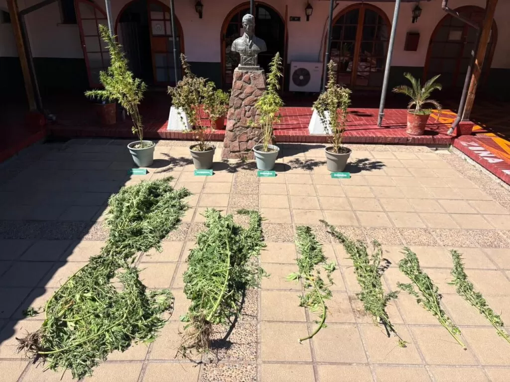 Medían hasta 3 metros: sujeto es detenido por cultivar plantas de marihuana al interior de su domicilio 1 image