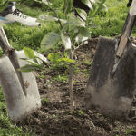 “Más Árboles para Maipú”: conoce los requisitos y cómo solicitar la plantación de un ejemplar frente a tu casa 1 plantación de árboles en Maipú