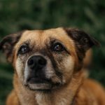 Municipalidad de Maipú anuncia querella por caso de maltrato animal en el barrio Portal del Sol 1 pexels helenalopes 35511913