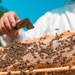 Abejas