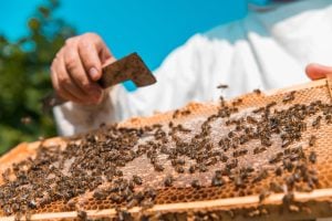 Abejas