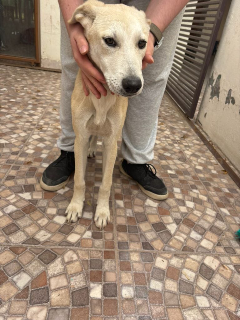 Jornada de adopción