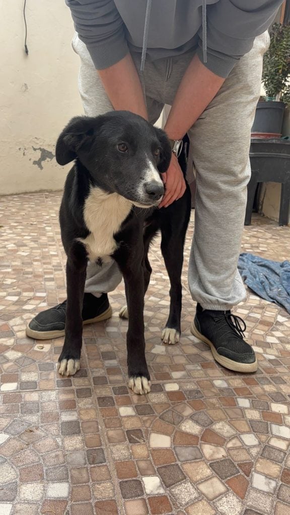 Jornada de adopción