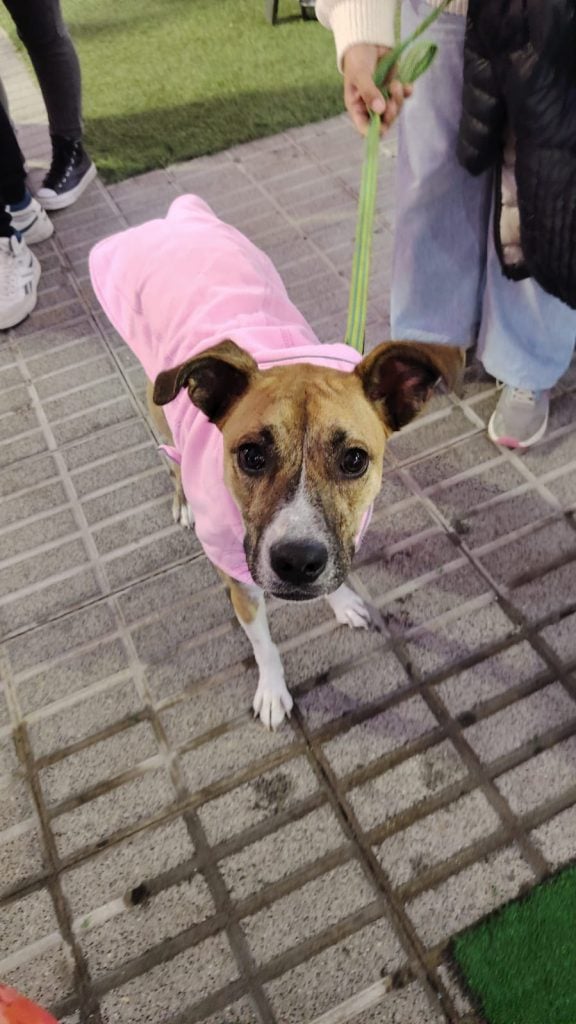 Jornada de adopción