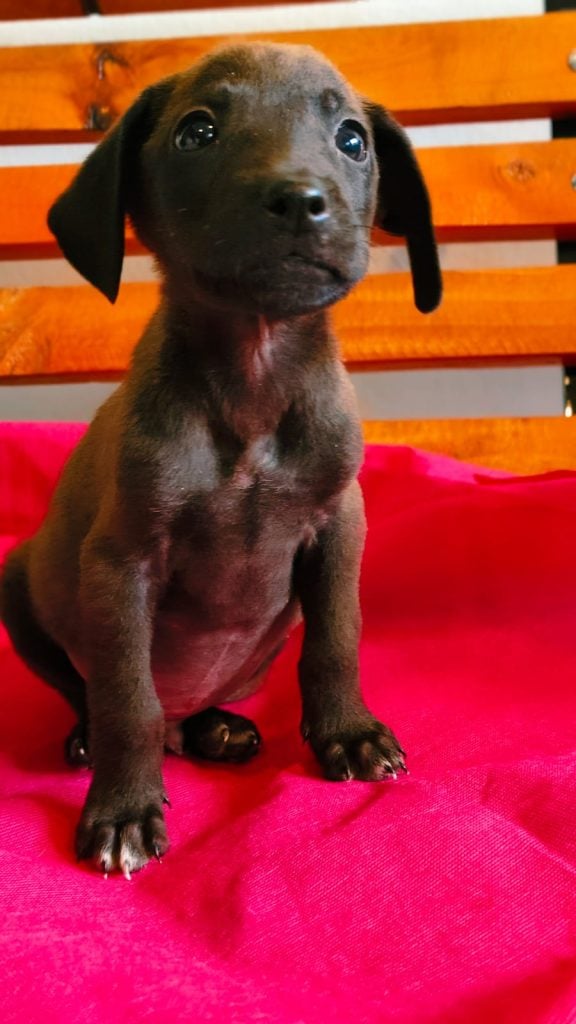 Jornada de adopción