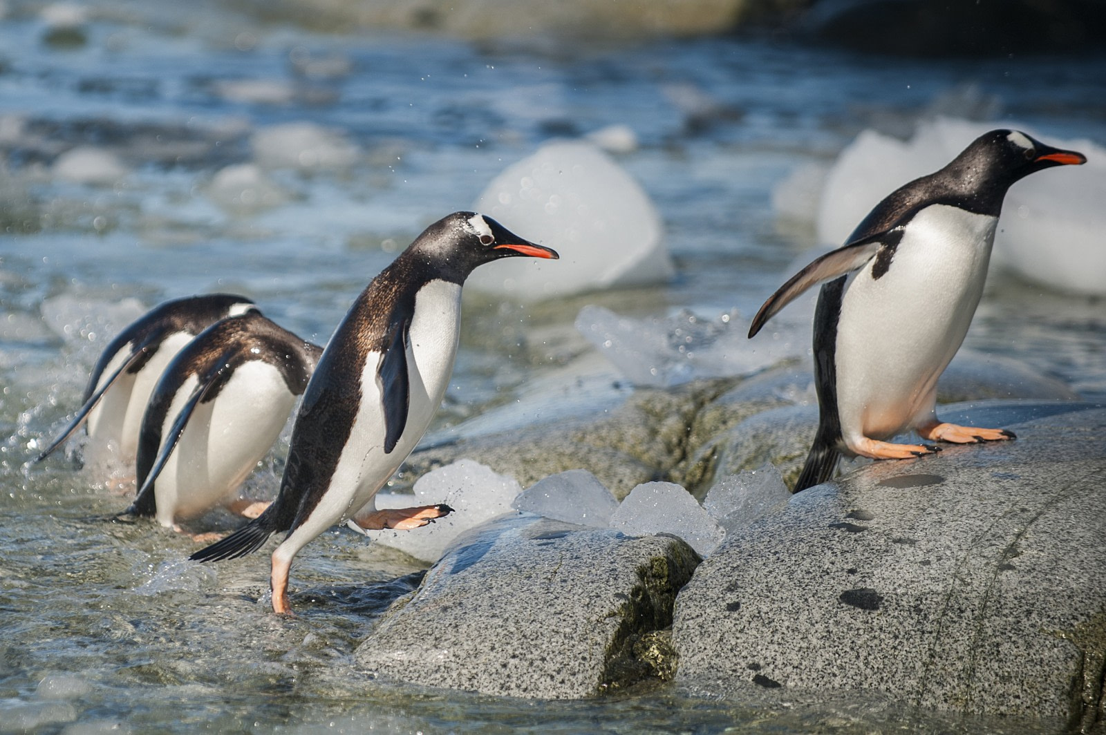 Científicos de Chile, Brasil y EE.UU. descubren una nueva especie de pingüino en la Antártica, la primera en más de un siglo