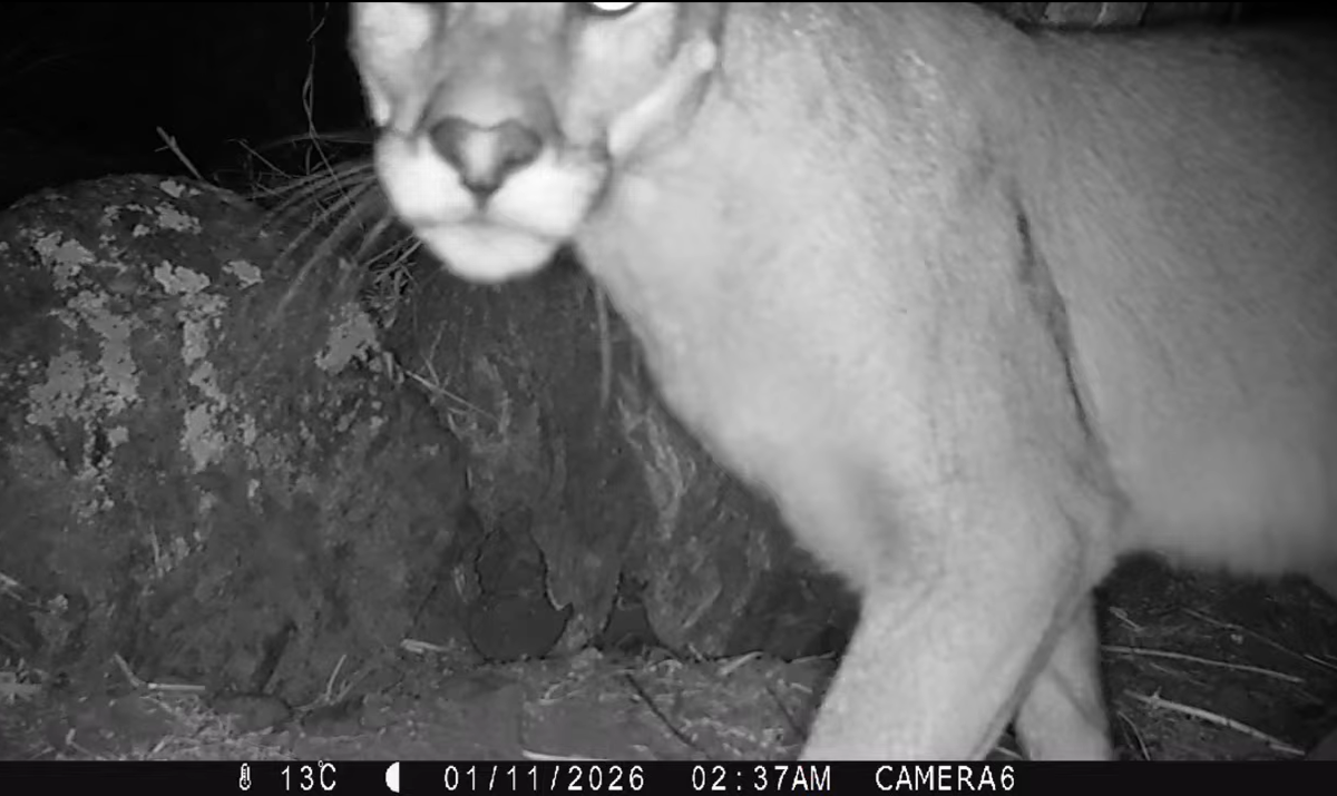 puma en quebrada de la plata