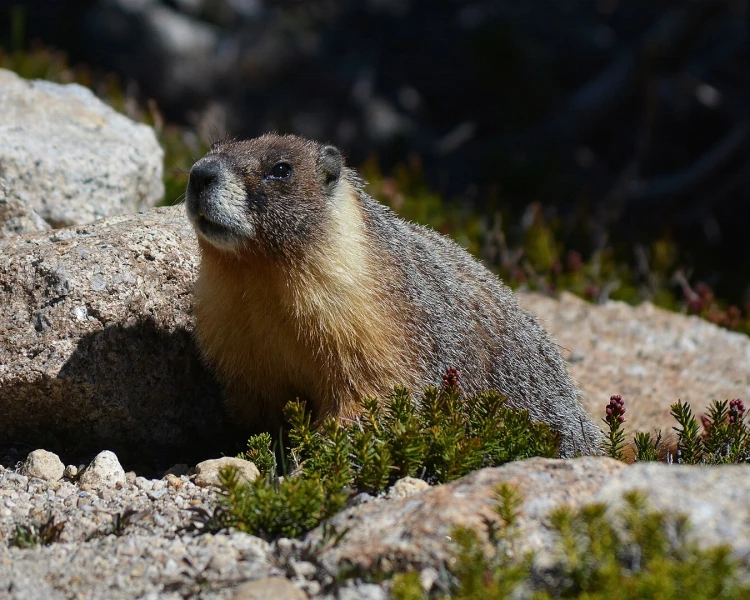 OnlyMarms: la cuenta de OnlyFans con marmotas que financia ciencia en Estados Unidos