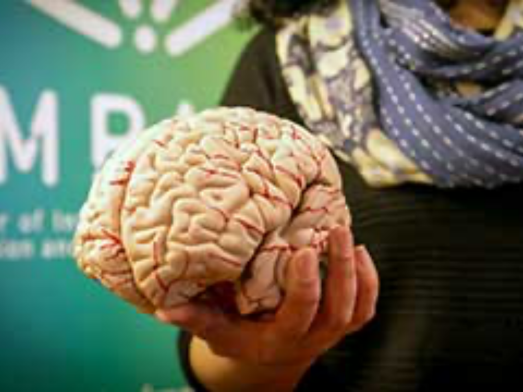 NeuroFest 2026: el gran festival de divulgación científica abre inscripciones gratuitas para explorar los misterios del cerebro