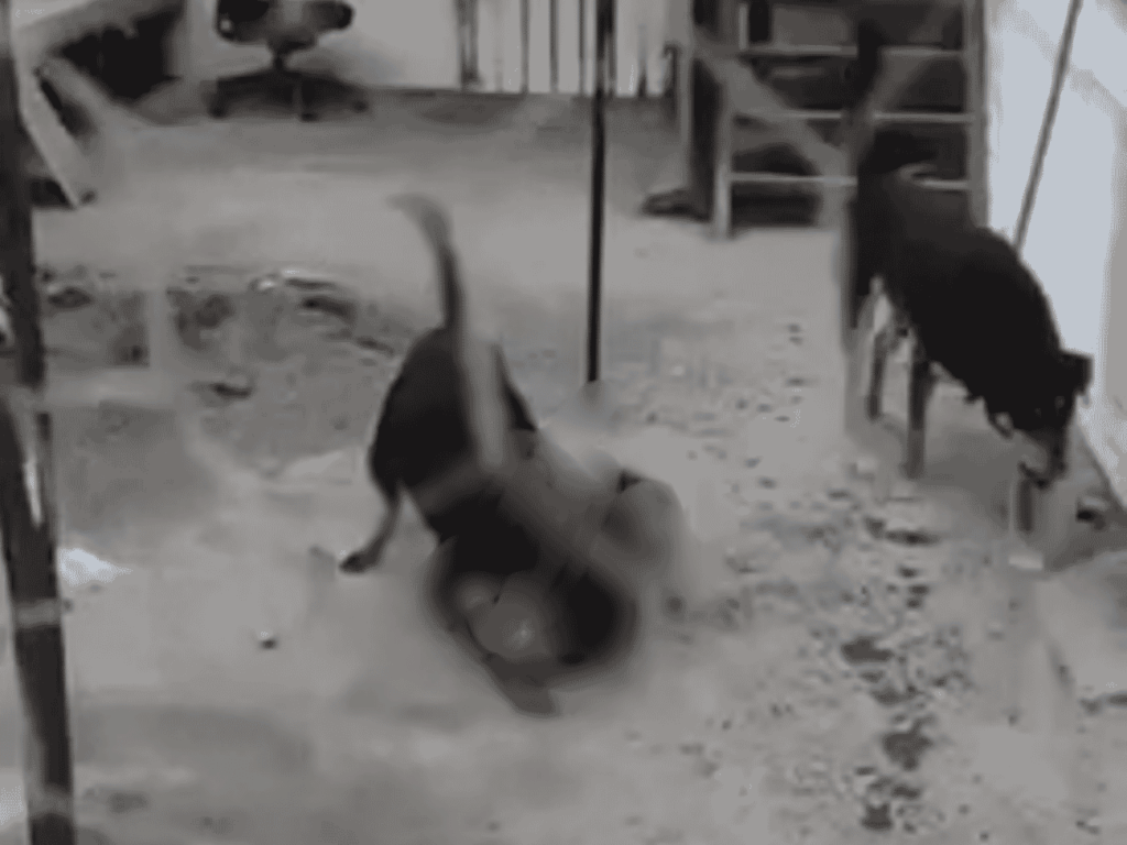Brutal ataque a cachorra en Maipú moviliza a vecinos y abre campaña para salvarle la vida